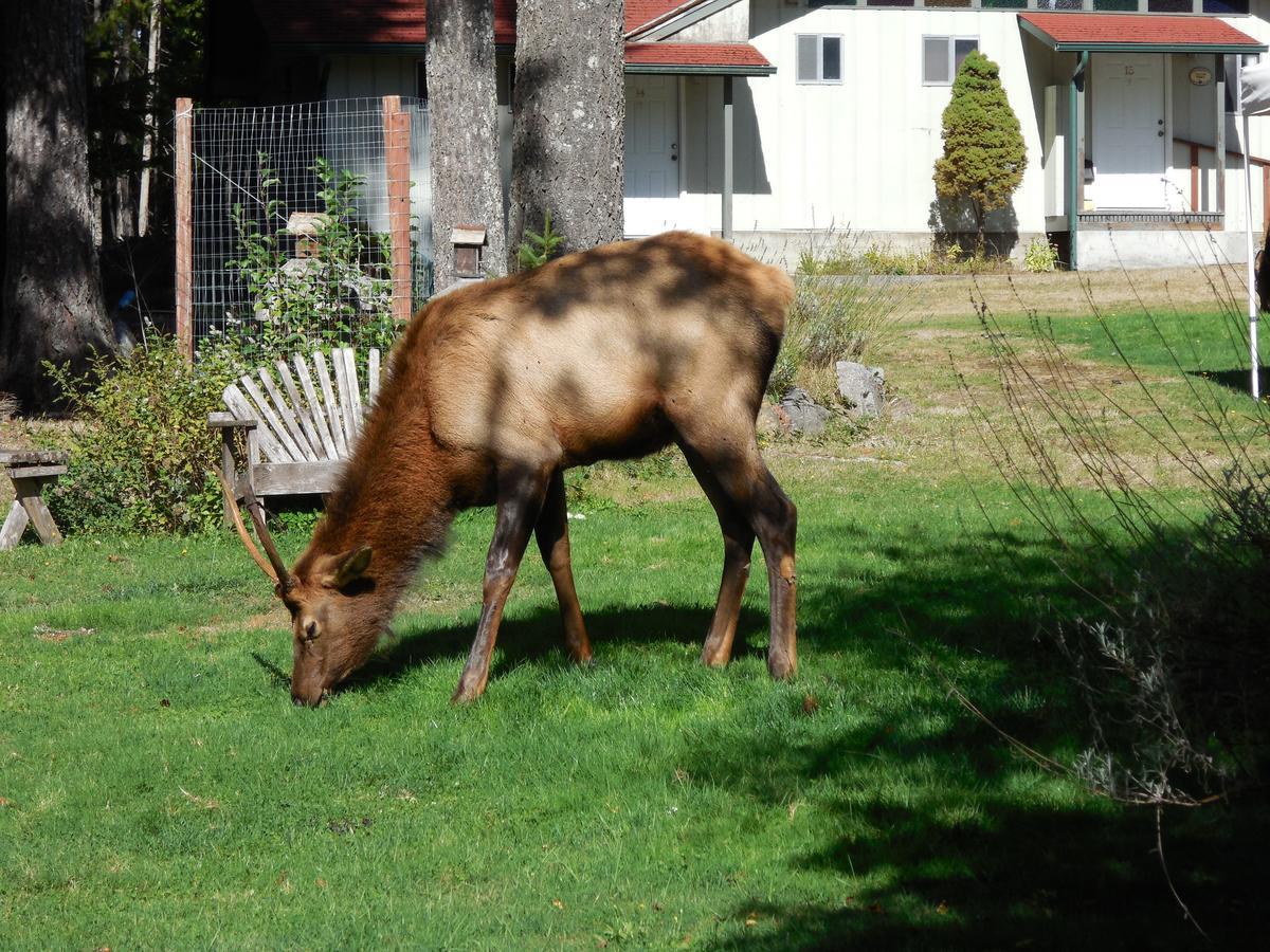 Mountain View Lodge - No Pets Allowed Packwood Eksteriør bilde