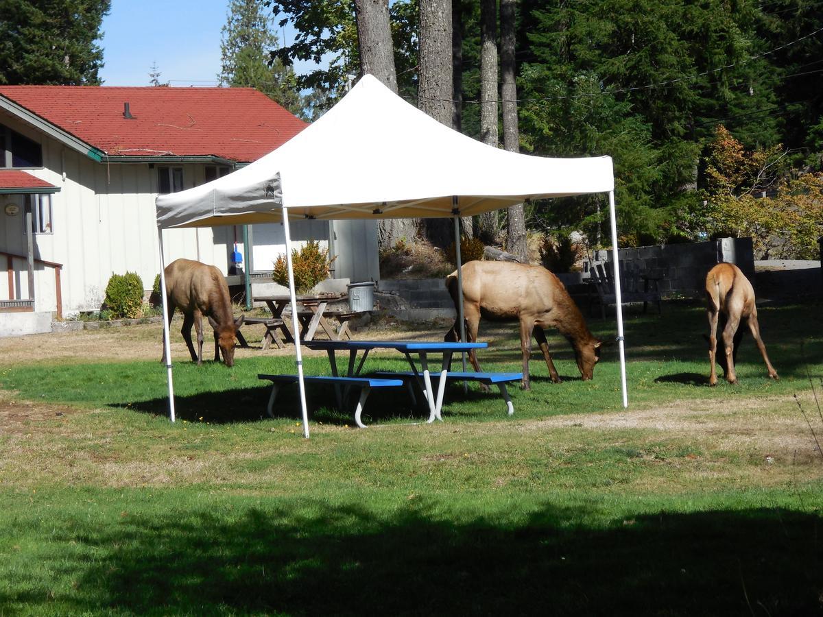 Mountain View Lodge - No Pets Allowed Packwood Eksteriør bilde